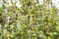 「私をどこかに連れてって」アウトドアは “バカ” がいっぱい！  厄介な “ひっつき虫”【センダングサ】の驚異に迫る《自然観察》の画像009