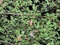 夏に見られる「動く落ち葉」の正体。驚くべき虫たちの隠れ身の術【あなたのすぐそばにいる「季節の虫」の探し方 vol.8】の画像003