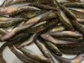 費用1,000円以下＆涼しい夕方の2時間で20匹！「ハゼ釣り」最強コスパ「釣行レポ」 秋にかけては、より身がふっくらとして美味に！ の画像005