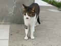 乗船35分で猫まみれ！  猫好きの楽園・北九州の離島「藍島」で出会える可愛らしい猫たちと「猫島」観光スポットの画像001