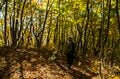 【紅葉登山】「山頂までわずか15分！」 雲海の名所“小熊山”で森歩き＆新雪眩しい北アルプスの山稜を望む“黒沢高原”へ  長野県大町市・2023年の画像004