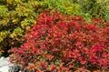彩りも人出も最高潮！【2021年・秋】涸沢カールの紅葉事情と「驚異の写真」の画像007