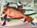 夜でも効果はあるのか実釣検証！「エサいらず」のサビキ釣り「ジグサビキ」での「まさかの爆釣結果」とは？の画像005