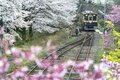 『渡良瀬川』桜咲く川辺にカゲロウ舞う季節！ 癒しのお花見フィッシング【渓流釣り】群馬県の画像003
