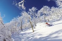 「白馬岩岳、コルチナ、白馬47」ほか、世界から注目される人気スポット目白押し！【ツリーランが滑れる全国スキー場ガイド vol.4  白馬・その他エリア 編】