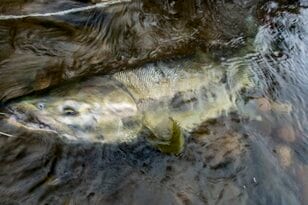 【シーズン到来！】第1回 「庄川・サケ増殖調査」11月上旬の模様 2022年《富山県》