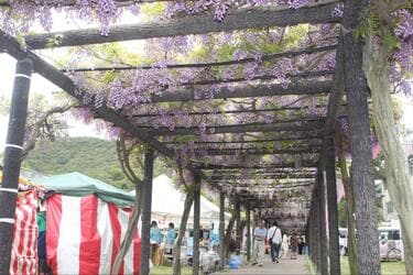 地元在住ライターが明かす 岡山県に 日本一の藤 が3つもある 理由とは 4月下旬から5月頭が絶景 トラベル ニュース Bravo Mountain