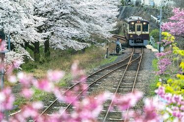 渡良瀬川』桜咲く川辺にカゲロウ舞う季節！ 癒しのお花見フィッシング