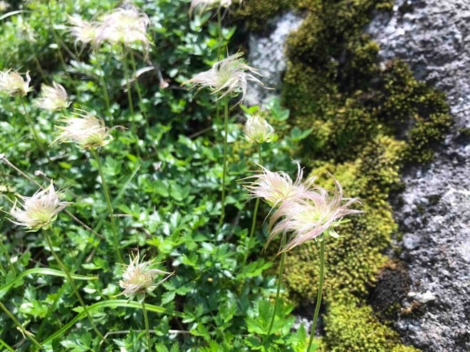 ロープウェイで一気に楽々「2612mの世界へ」千畳敷のお花畑が見頃ですの画像008