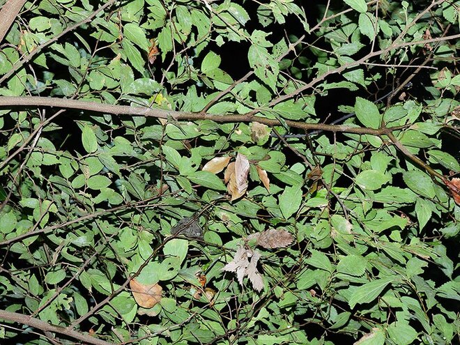 夏に見られる「動く落ち葉」の正体。驚くべき虫たちの隠れ身の術【あなたのすぐそばにいる「季節の虫」の探し方 vol.8】の画像003