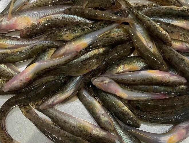 費用1,000円以下＆涼しい夕方の2時間で20匹！「ハゼ釣り」最強コスパ「釣行レポ」 秋にかけては、より身がふっくらとして美味に！ の画像005