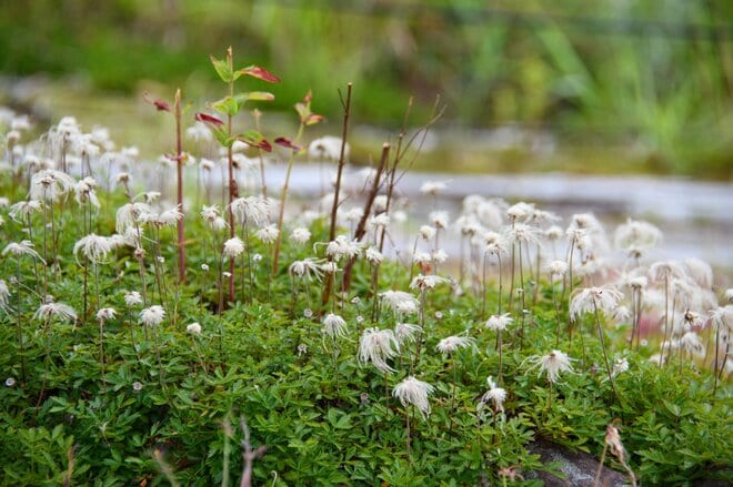 紅葉シーズン最盛期間近！「白馬五竜高山植物園」 一足早い秋の高原を彩る国内外の“高山植物の競演”に酔うの画像008