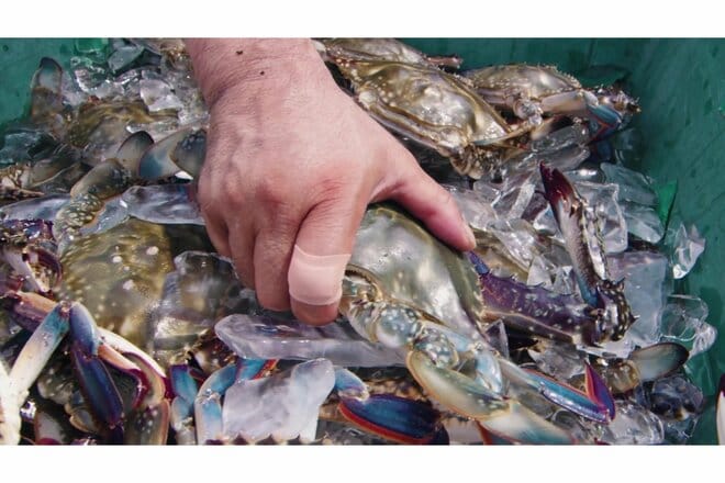 水ぬれ＆剥がれに強い！  タフな絆創膏【ニチバン「ガッチリバン」】アウトドアでのキズ保護・快適な手作業をサポート！の画像004