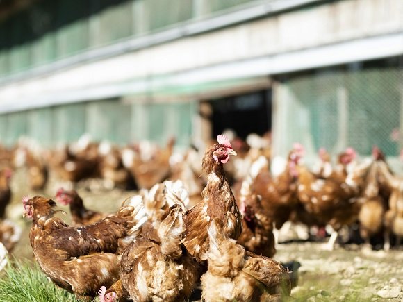 標高1,100mの農場で鶏を“平飼い”放牧！ 本当においしい卵は心身ともに健康で元気な鶏から産まれる！「やまなしアニマルウェルフェア認証制度」取材ルポ【山梨県 2022】の画像001