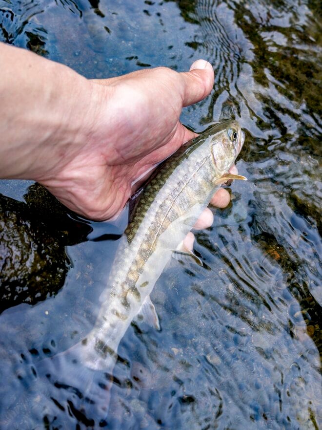 【渓流釣り】黄色い妖精が飛び交う新緑の川辺でフライフィッシング！ 釣れるのはヤマメかイワナか？  トラウトパーク軽井沢・2022年の画像006