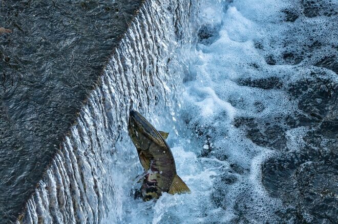 画像 写真 秋の風物詩 サケの群れが故郷 千歳川へ ド迫力遡上 戻れるのは100匹のうち1匹だけ 21年 北海道 合計5枚 トラベル ニュース Bravo Mountain