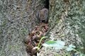 かつての軍事演習場が半世紀で”希少動物たちの住む森”に。五感と知を刺激するバリアフリートレイル「ドイツ・アイフェル国立公園」＜後編＞【キジ博士のナチュラリスト入門 vol.4】の画像001