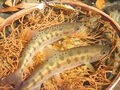 100均「ダイソー」の「ミノー（5cm）」で4時間・野生ヤマメ10匹超えの釣果！  本来的な“釣る”感触「コツ＆ワザ」の再発見もアリ！  渓流実釣インプレ公開の画像007