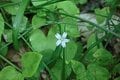 満開に咲き乱れる「ミヤマキンポウゲ」の花畑！  高山植物の宝庫・花の百名山「焼石岳」フラワートレッキングレポの画像002