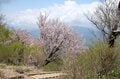 【首都圏近郊ハイキング】5月でもまだ花見ができる山「西丹沢・檜洞丸」への画像007