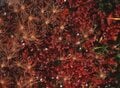 登山歴20年ライターの「紅葉風景」ベスト3　北アルプス・雲ノ平「岩と紅葉」が織りなすしみじみとした色合いのパッチワークの画像004