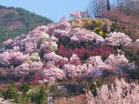 「お花見ハイキング」4月から5月に見ごろを迎える花々が美しい「春の低山」5選！  国指定名勝や穴場も【東北編】
