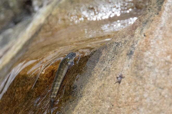 「滝の垂直壁をグイグイ登る “渓流のクライマー”」 オーバーハングも乗り越える小さなハゼの大きな挑戦に思わず胸キュン！  和歌山県｜2026年の画像013