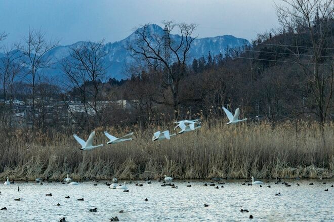 安曇野に春の訪れを告げる風物詩！ ハクチョウの“北帰行“「北アルプスを背景に飛び立つ姿にエールを送る」2022年・長野県「御宝田遊水池」の画像008