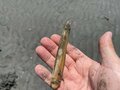 「ニョキ！ グイ！ スポッ！」が病みつきに..... 道具はすべてダイソー！ 予算1,000円以内で「マテ貝」採りを初体験してみたの画像005