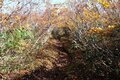 百名山「越後駒ヶ岳」の紅葉はどこが見頃？  10月中旬の枝折峠ルートを歩くの画像012