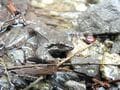 岩が鳴く？ 【春山に響く低い声】渓流釣り師なら遭遇しているかも「タゴガエル」の不思議な生態の画像003