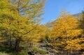 【見逃し注意！】美しい紅葉でお馴染み「カラマツ」に咲く”指先ほどの小さな花”を君は見たことがあるかの画像004