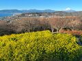 “駅チカ”お手軽ハイキング【360度の大展望】聳える富士山と輝く湘南の海！ 菜の花は「今が見頃」吾妻山へ！ 神奈川県・2024年の画像008