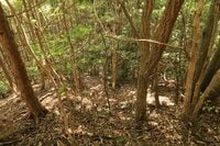 そそり立つ切岸が行く手を阻む。山陰の知られざる名城  石見国・周布城〈前編〉（島根県浜田市）【戦国の山城を攻める vol.01】