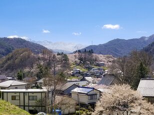 「開花ピーク直前！」高遠城址公園だけじゃない！ 南アルプスの麓のおすすめ桜スポット4選【長野県伊那市】