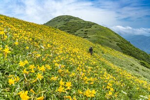 【最盛期】「緑の高原が一面の黄色いお花畑となる！ ニッコウキスゲの大群落」北東北・薬師岳／秋田・岩手 2022年