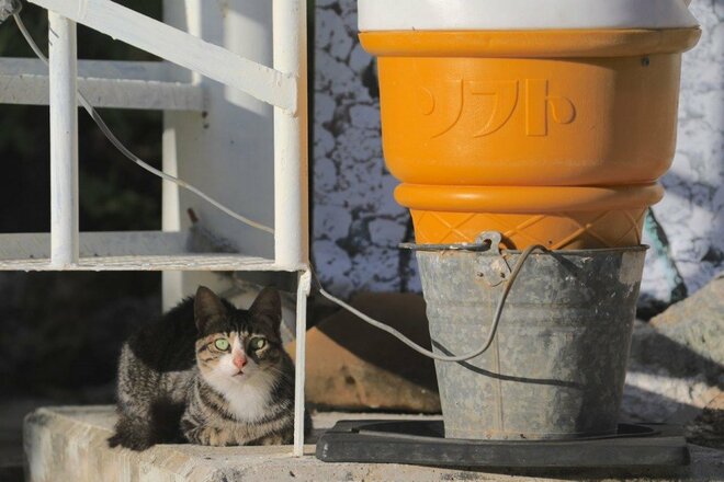 “さくらねこ” 発祥の島で【琉球島猫百景 vol.06　石垣島〈1〉】の画像004