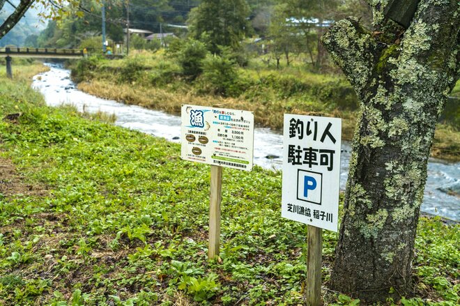 「10月に入ったけれど…… まだ渓流釣りができる自然河川」 秋の気配漂う静岡・芝川でフライフィッシング！ 美しいアマゴと銀ピカのニジマスに出会うの画像008