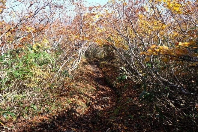 百名山「越後駒ヶ岳」の紅葉はどこが見頃？  10月中旬の枝折峠ルートを歩くの画像012