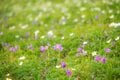 【夏山登山】花の百名山の楽しい季節到来！  高山植物が咲き乱れるお花畑ハイク  2024年の画像006