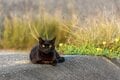 沖縄本島の東海岸うるま市は漁港も近く、島猫たちの風貌もどこか海人(猫)的【琉球島猫百景 vol.16「海人気質のテトラ猫族」沖縄県うるま市】の画像005