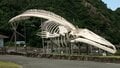 ド迫力！ 目の前で「ホエールジャンプ」連発のカヤックツアーと「クジラと泳げる」国内唯一の海水浴場！ 和歌山県太地町での「クジラ三昧」旅行の画像003