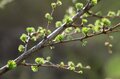 【連休明けハイキングはここに注目】5月の山の楽しみは景色だけじゃなくて「目の前」にもある＜樹上編＞の画像007