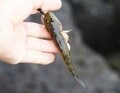 親子で手軽に釣りができる「東京湾」防波堤でターゲットにしたい魚3選！  数釣りもOK＆夏の定番から、意外な「憧れの釣魚」までの画像001