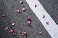 【この花はツバキ？ それともサザンカ？】身近な冬の花を簡単に見分ける方法とはの画像001