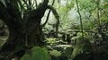 ジブリアニメ『もののけ姫』の舞台!?  世界遺産・屋久島「白谷雲水峡」深すぎる緑の絶景の画像001