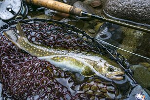 【渓流釣り】県境を流れる深い渓・イワナのライズ狙い！ 「ドキドキ・ワクワク…… 謎解き気分で通った初夏の志久見川」 2022年