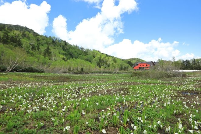今が見頃！ ひっそりと咲く、夏の高原の風物詩「ワタスゲの花」＜栂池自然園＞の画像002