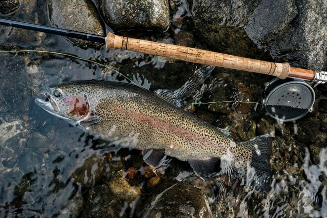 【本流釣り】深まる秋、犀川のセカンドシーズン真っ只中！ 「太い流れから飛び出した極太レインボー」 長野県｜2025年の画像005