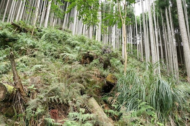 【NHK大河『豊臣兄弟！』ゆかりの城】実にしつこい… 光秀が築いた「丹波 二大山城」のひとつ「丹波国・周山城〈前編〉」（京都府京都市）【戦国の山城を攻める vol.09】の画像003